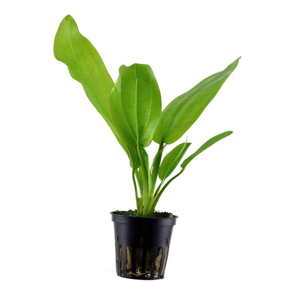 Tropica Pianta Echinodorus Cordifolius sp. fluitans in vasetto
