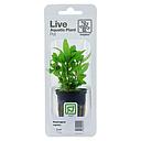 Tropica Single Package Pianta Staurogyne repens in vasetto