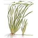 Tropica Pianta Vallisneria Spiralis "Tiger" in vasetto