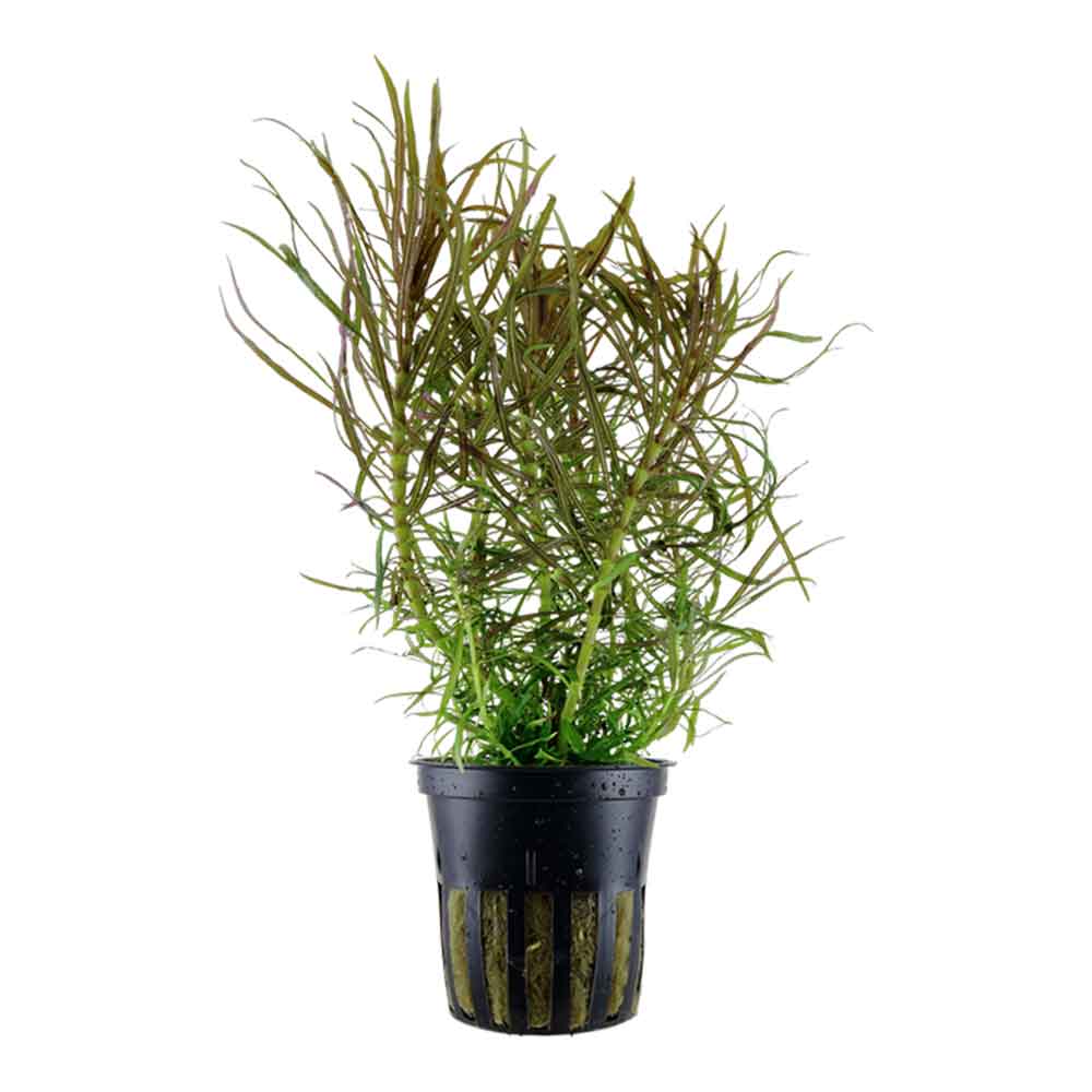 Tropica Pianta Pogostemon Stellatus in vasetto