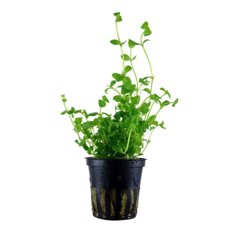 Tropica Pianta Bacopa Australis in vasetto