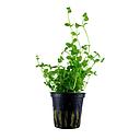 Tropica Pianta Bacopa Australis in vasetto