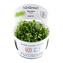 Tropica 1•2•Grow! Pianta Marsilea Minuta in Vitro Cup