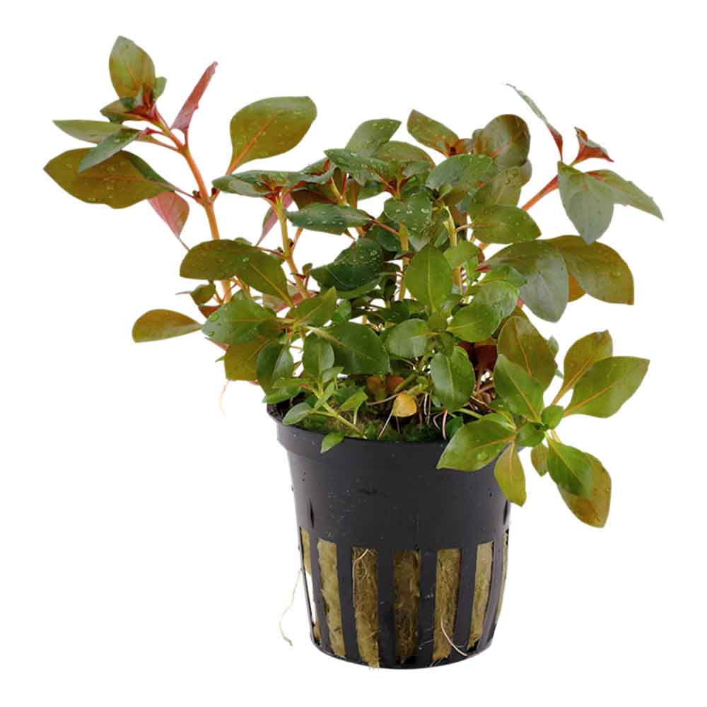 Tropica Pianta Ludwigia Repens "Rubin" in vasetto