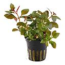 Tropica Pianta Ludwigia Repens "Rubin" in vasetto