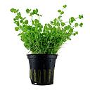 Tropica Pianta Micranthemum Umbrosum