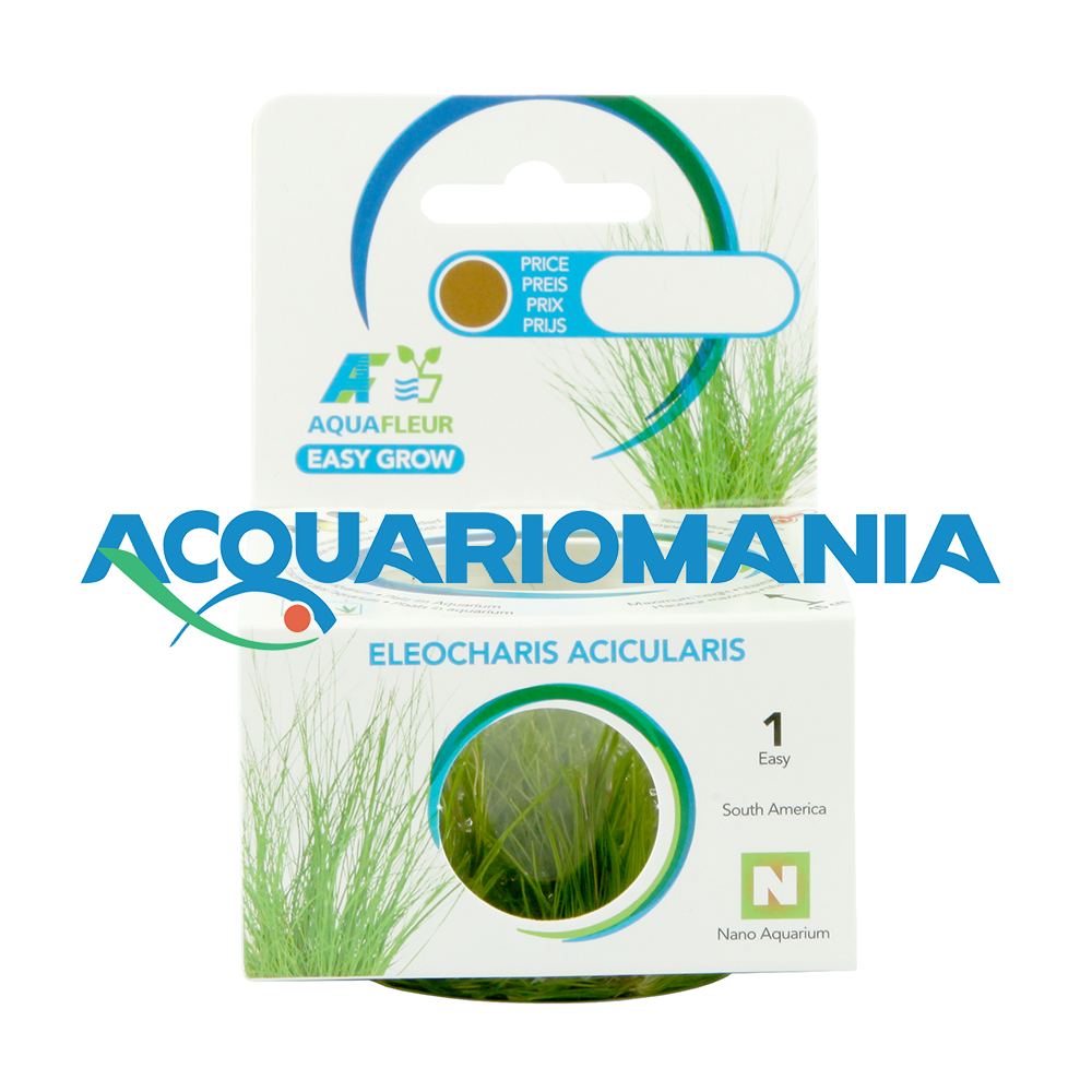 Aquafleur Easy Grow Pianta Eleocharis Acicularis in Vitro Cup