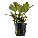 Tropica Pianta Lagenandra Meeboldii "Red" in vasetto
