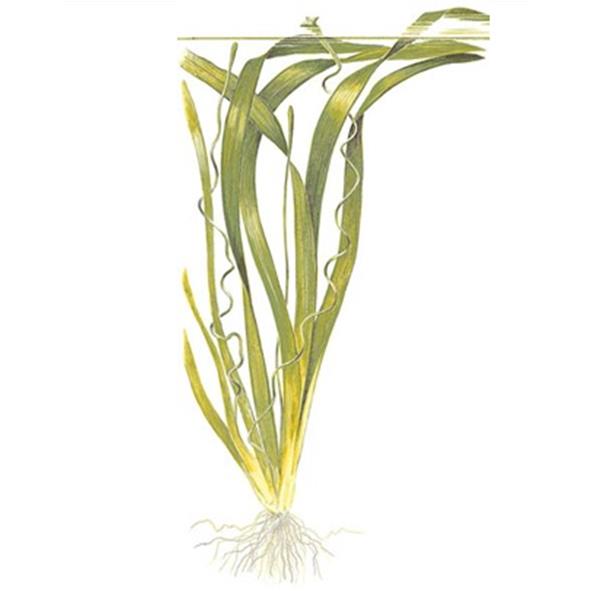 Tropica Pianta Vallisneria Gigantea in vasetto
