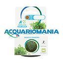 Aquafleur Easy Grow Pianta Didiplis Diandra in Vitro Cup