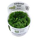 Tropica 1•2•Grow! Pianta Salvinia Minima galleggiante in Vitro Cup