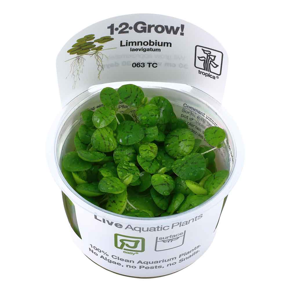 Tropica 1•2•Grow! Pianta Limnobium Leavigatum galleggiante in Vitro Cup