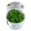 Tropica 1•2•Grow! Pianta Limnobium Leavigatum galleggiante in Vitro Cup