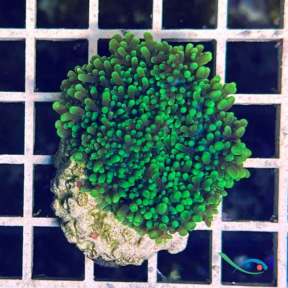 Rhodactis verde su roccia o basetta