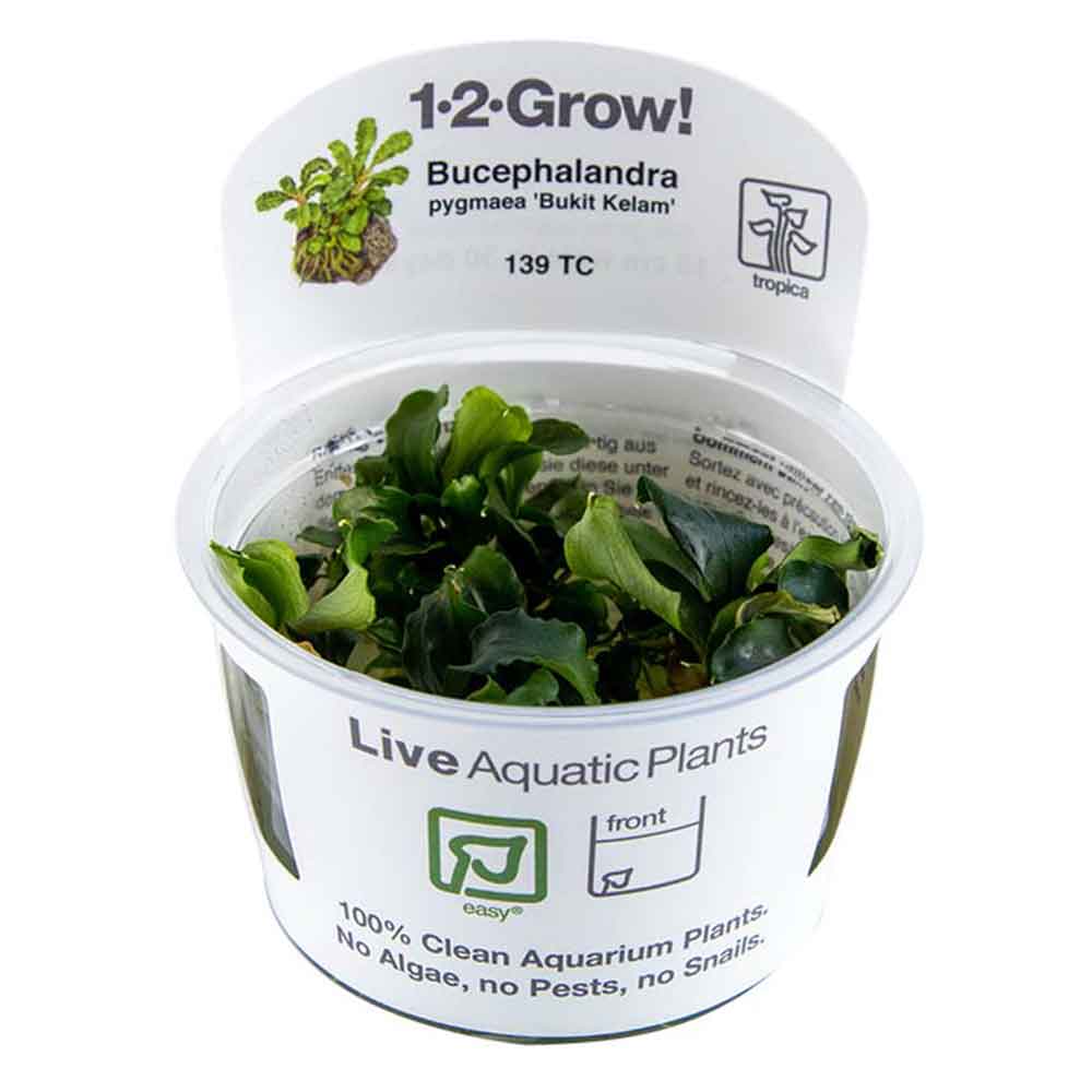 Tropica 1•2•Grow! Pianta Bucephalandra pygmaea 'Bukit Kalem' in Vitro Cup