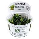 Tropica 1•2•Grow! Pianta Bucephalandra pygmaea 'Bukit Kalem' in Vitro Cup