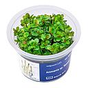 Aqua Art Ammania sp. "Bonsai" in Vitro Cup