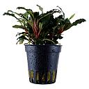 Tropica Pianta Bucephalandra sp. 'Red'