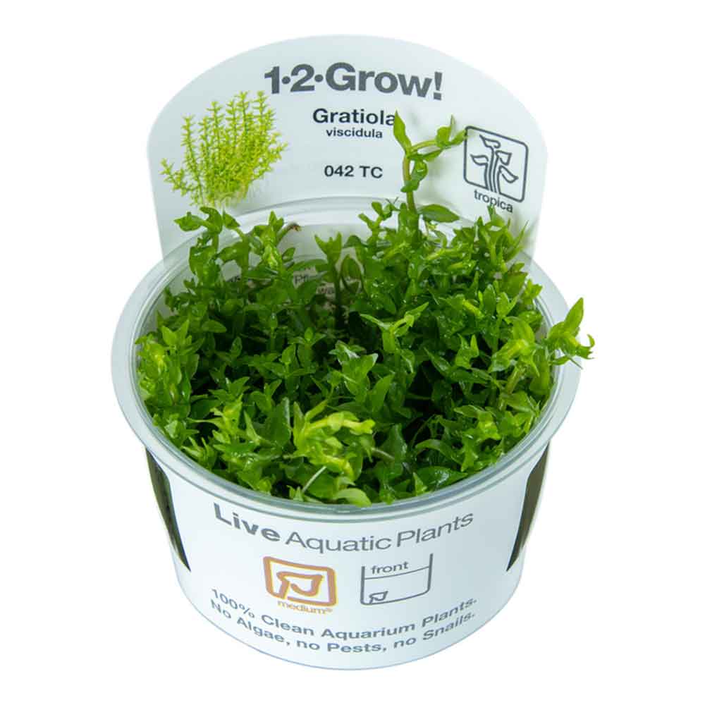 Tropica 1•2•Grow! Pianta Gratiola viscidula in Vitro Cup