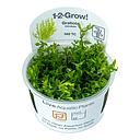 Tropica 1•2•Grow! Pianta Gratiola viscidula in Vitro Cup