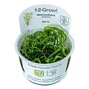 Tropica 1•2•Grow! Pianta Heteranthera zosterifolia in Vitro Cup