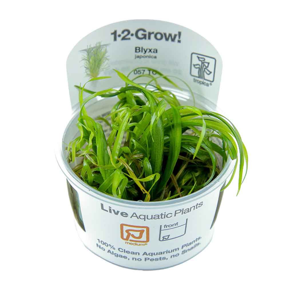 Tropica 1•2•Grow! Pianta Blyxa Japonica in Vitro Cup