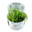 Tropica 1•2•Grow! Pianta Blyxa Japonica in Vitro Cup