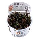 Tropica 1•2•Grow! Pianta Hygrophila lancea 'Araguaia' in Vitro Cup
