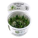 Tropica 1•2•Grow! Pianta Littorella Uniflora in Vitro Cup