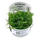 Tropica 1•2•Grow! Pianta Sagittaria Subulata in Vitro Cup