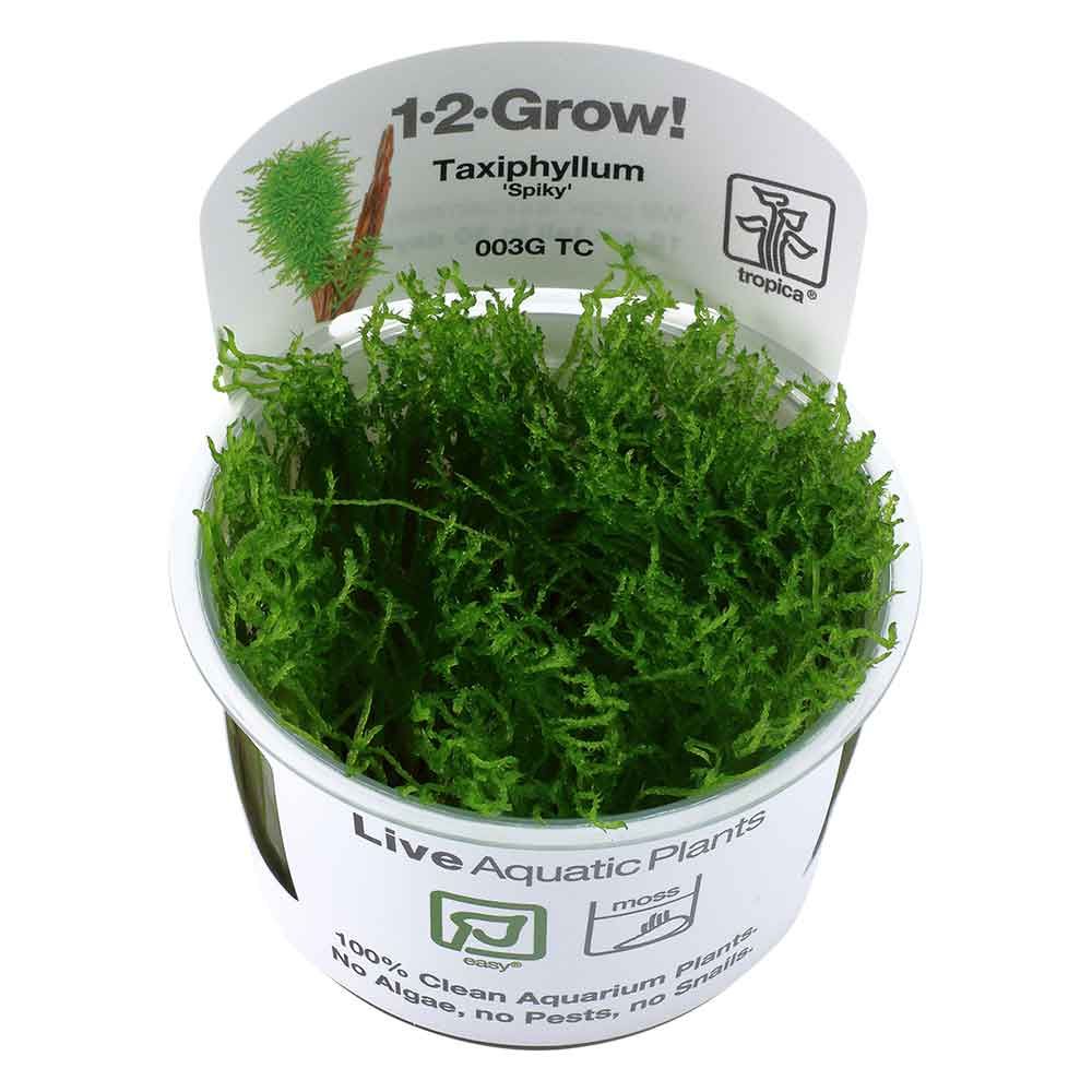Tropica 1•2•Grow! Pianta Taxiphyllum sp 'Spiky Moss' in Vitro Cup