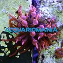 Entacmaea Red (anemone a bolle)