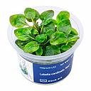 Aqua Art Lobelia cardinalis "mini" in Vitro Cup
