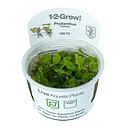Tropica 1•2•Grow! Pianta Phyllanthus fluitans in Vitro Cup