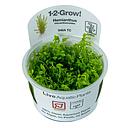 Tropica 1•2•Grow! Pianta Micranthemum  Glomeratum  in Vitro Cup