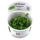 Tropica 1•2•Grow! Pianta Hydrocotyle Tripartita in Vitro Cup