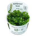 Tropica 1•2•Grow! Pianta Bacopa Caroliniana in Vitro Cup
