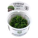Tropica 1•2•Grow! Pianta Monosolenium Tenerum in Vitro Cup
