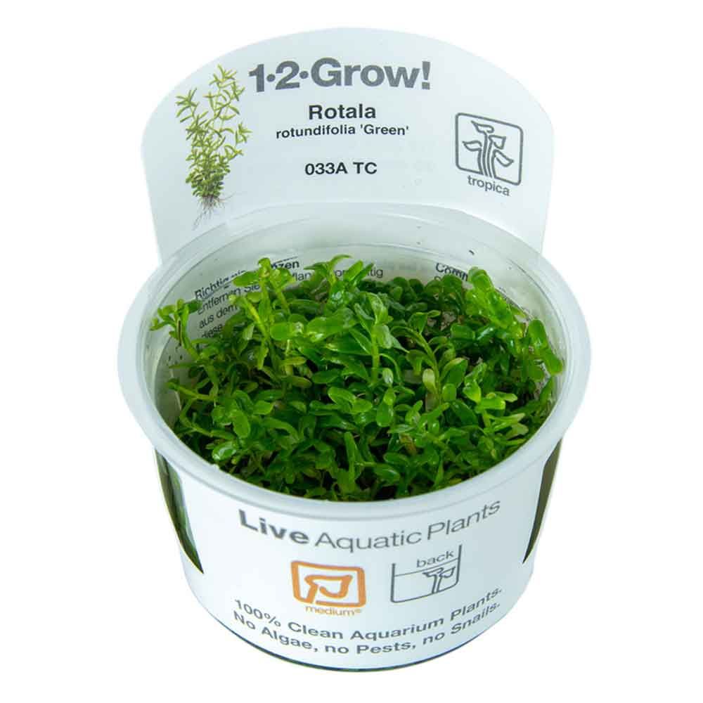 Tropica 1•2•Grow! Pianta Rotala Rotundifolia "Green" in Vitro Cup