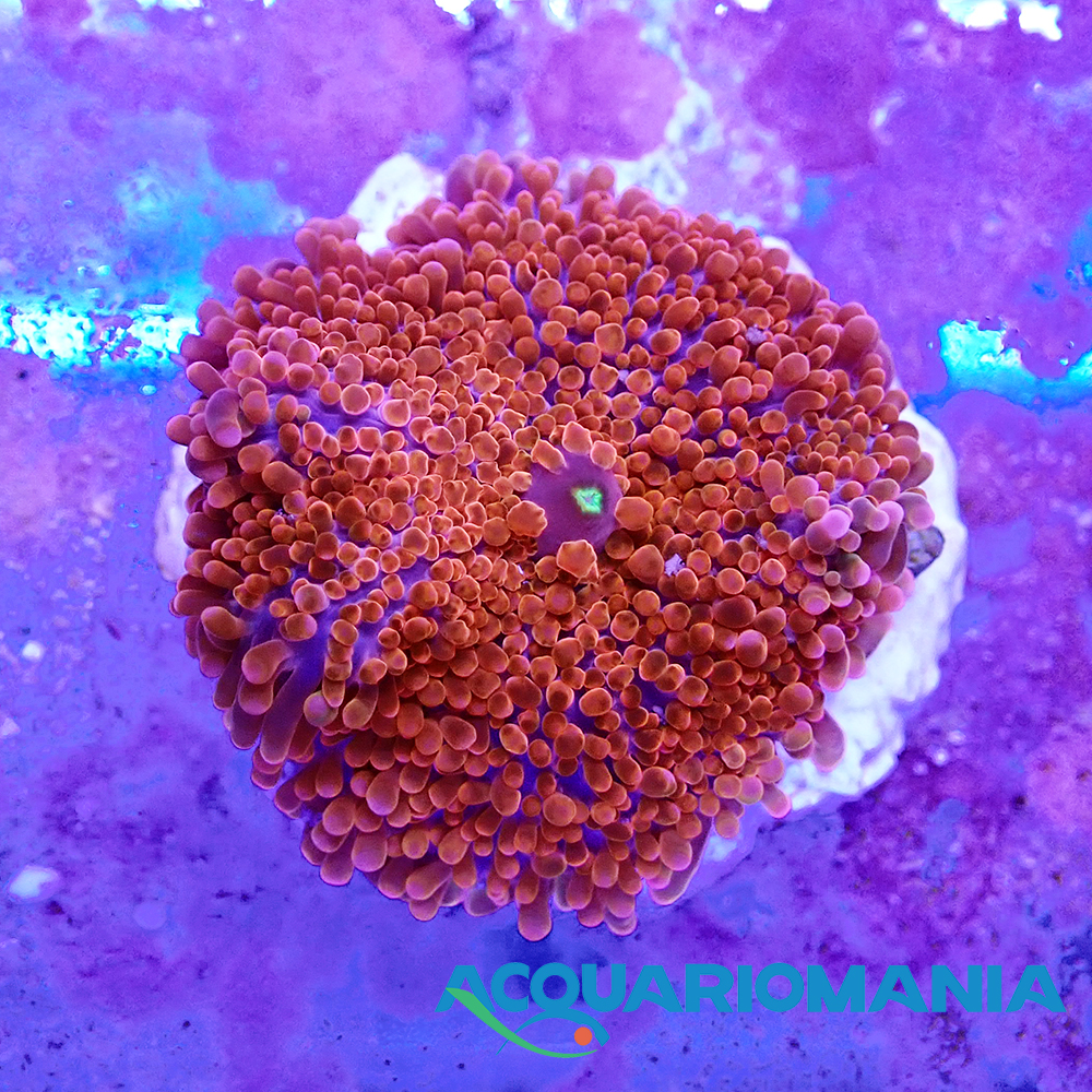 Ricordea Red su roccia o basetta