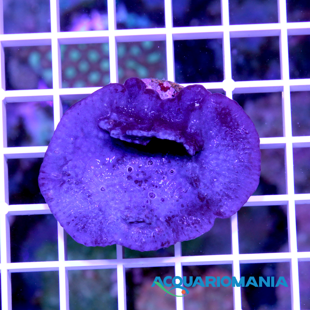 Spugna Viola Collospongia Auris per Acquario marino