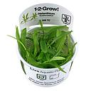 Tropica 1•2•Grow! Pianta Helanthium bolivianus Quadricostatus in Vitro Cup