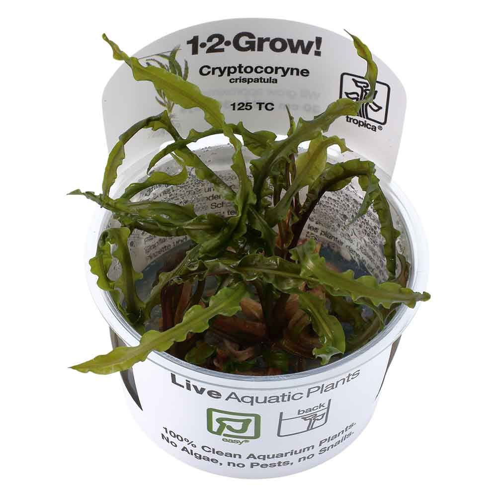 Tropica 1•2•Grow! Pianta Cryptocoryne crispatula in Vitro Cup
