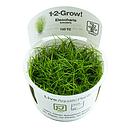 Tropica 1•2•Grow! Pianta Eleocharis acicularis in Vitro Cup