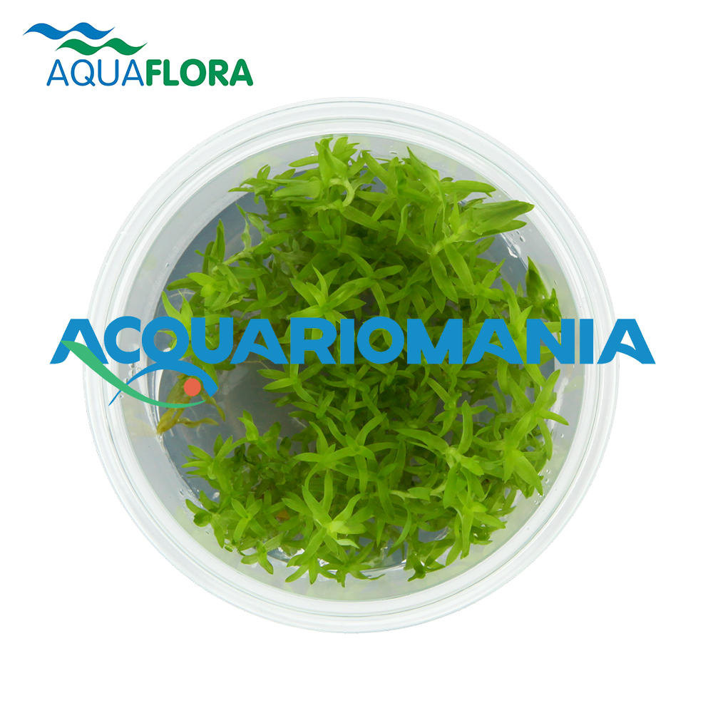 Aquaflora Tonina Fluviatilis in Vitro Cup