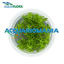 Aquaflora Tonina Fluviatilis in Vitro Cup