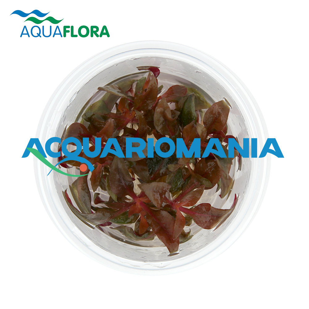 Aquaflora Alternanthera Reinekii "Pink" in Vitro Cup