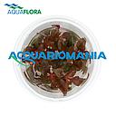 Aquaflora Alternanthera Reinekii "Pink" in Vitro Cup