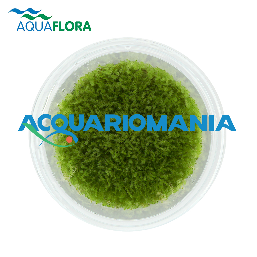 Aquaflora Amblystegium Serpens in Vitro Cup