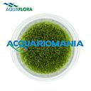 Aquaflora Amblystegium Serpens in Vitro Cup